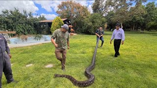 Encuentro con Serpiente Gigante!  Esta enorme pitón nos dejó sorprendidos. Un macho tan enorme?