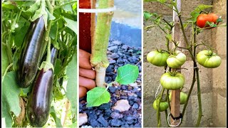 What really happens when you graft tomato on an eggplant?