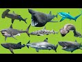 Names and Sounds of Sharks Animals for Toddlers | Learn Sharks Animals in English for kids
