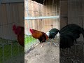 Ylh