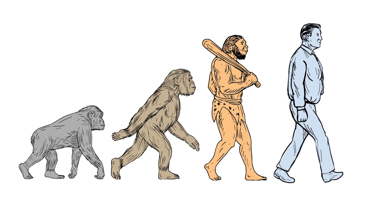 Возникновение прямохождения. Прямохождение человека обезьян. Эволюция человека рисунок. Эволюция человека срисовать. Прямохождение рисунок.