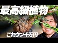 【植物の王様】あの高級植物がめちゃ発根したからマジで見て欲しい[塊根植物][多肉植物][オペルクリカリア パキプス]