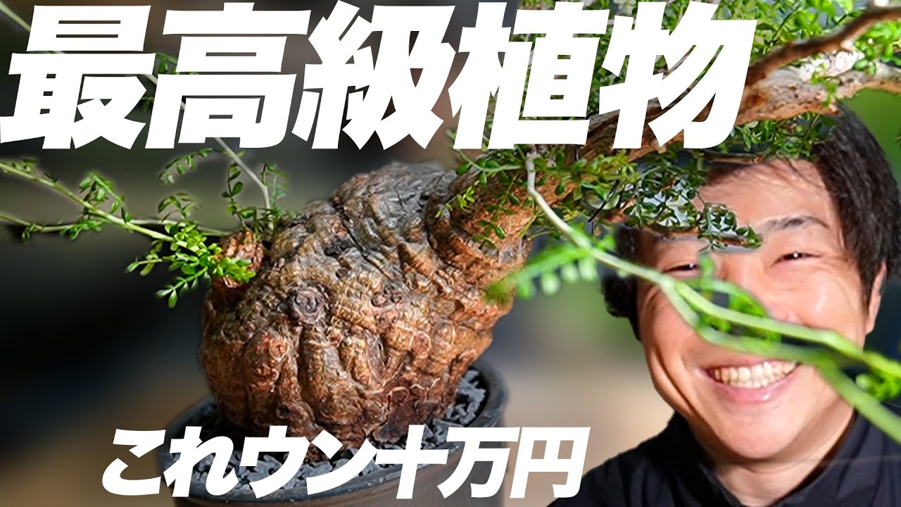 植物の王様】あの高級植物がめちゃ発根したからマジで見て欲しい[塊根