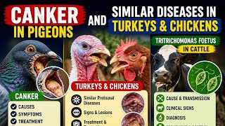 Canker in pigeons and similar diseases in turkeys and chickens | Tritrichomonas foetus in Cattle