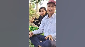 Đi Câu Cá Rô Đồng