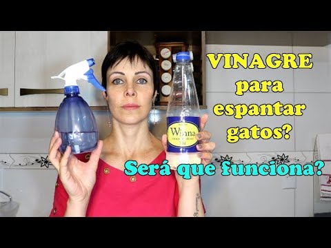 Vídeo: Como Desmamar Gatos Para Cagar Na Escada