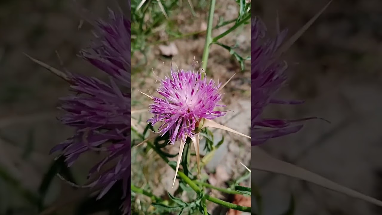 Purple star thistle(Centaurea iberica) 🌸🌺🌻🌹🌷🌼💐
