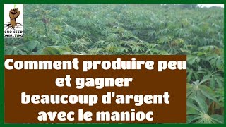 Comment gagner beaucoup d'argent avec la culture du manioc sur des petites superficies ?