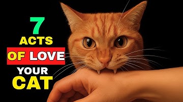😻 7 liefdesdaden waar je kat stiekem naar verlangt | Versterk jullie band en begrijp hun hart ❤️