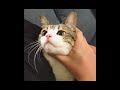 Funny Cats compilation 2018 | Funny pet Videos