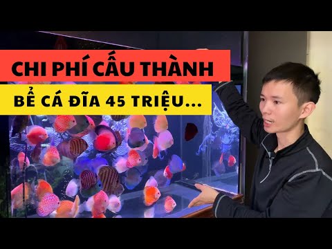 Video Bể cá đĩa 45 triệu có gì |Nguyễn Du aqua - youtube