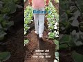 Baliraja Yantra #weeder #baliraja #agriculture #gardenplanter #tractor #gardentools