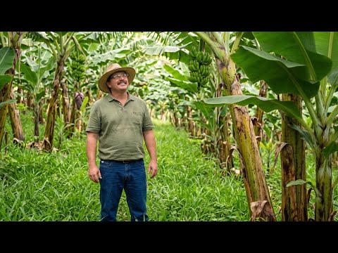 ELE VOLTOU PRA ROÇA E HOJE VIVE DA PRODUÇÃO DE BANANAS NO INTERIOR