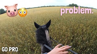 she has a problem… | GOPRO | equinemollie
