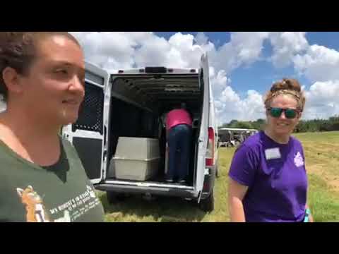 cheetah running speed Noel Bobcat goes FREE today! Noel was hit by a car on Christmas day. She suffered two broken legs b