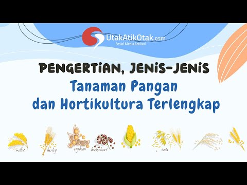 Video: Menanam Jagung Manis: Ketahui Mengenai Pelbagai Jenis Tanaman Jagung Manis