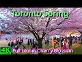 4khigh park toronto cherry blossoms in full bloom  toronto spring walk