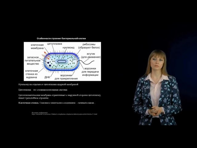 Особенности систематики и строения бактерий