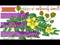 လပြည့်ည နှင့် မဲဇလီ၊လျပည့္ည နွင့္ မဲဇလီ ေဆးေပါင္းခသည့္ညl၊
