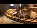 Japan's largest cat cafe in Kabukicho, Shinjuku, Tokyo was a relaxing and cute paradise