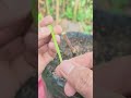 Basic Grafting Technique for Grapevines#grafting #grapegrafting #graftingtechniques #gardening