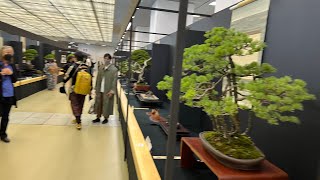 42nd NIPPON BONSAI TAIKAN GRAND EXHIBITION 第42回 日本盆栽大観展 Kyoto Miyako Messe 京都 みやこめっせ 2022年 Live🇯🇵2