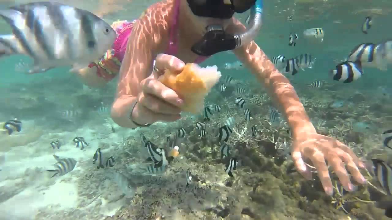 Snorkelling Mauritius, Le Morne, Blue Bay & Albion YouTube