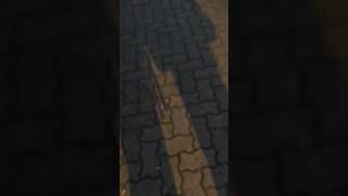 IMG 0520