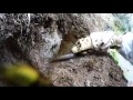 Wasp nest excavation in New Zealand