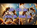 معارك التصفية بين ملكات النحل ماذا تفعل أول ملكة نحل تخروج من شرنقتها معارك التصفية بين ملكات النحل ماذا تفعل أول ملكة نحل تخروج من شرنقتها