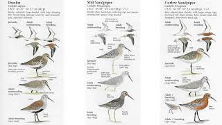Similar Species Conundrum: Dunlin, Stilt Sandpiper and Curlew Sandpiper