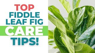 8 Simple Fiddle Leaf Fig Care Tricks (For Beginners!) | Fiddle Leaf Fig Plant Resource Center