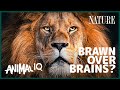 There Are No Actual ‘Lion Kings’ | Animal IQ