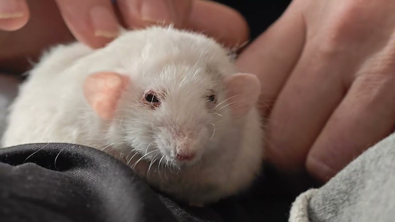 Милый малыш Спот спускается вниз, чтобы поднять нам настроение!