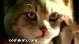 Kedi Maması Reklamı Whiskasd