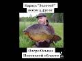Гигантский карась весом 450 кг 🐟