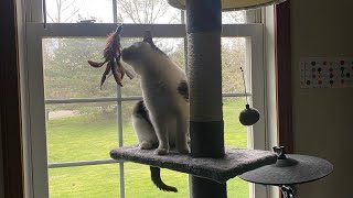 BASTET loves her new ‘floor to ceiling’  cat tree.