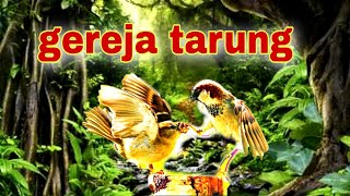 GEREJA TARUNG SUARA JERNIH-download gratis