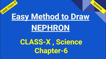How to Draw Nephron | Chapter 6 |Class 10 | Science | CBSE | NCERT