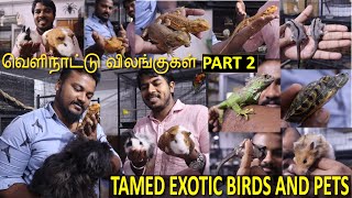 TAMED PETS EXOTIC ANIMALS IN CHENNAI TAMIL/PET SHOP IN CHENNAI/வெளிநாட்டு விலங்குகள் சென்னையில்
