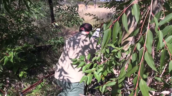 Buffalo Hunt Teaser…