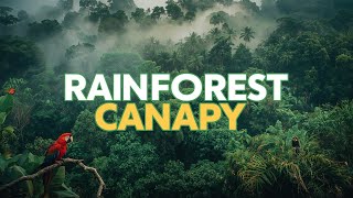 Life in the Amazonian Treetops: Secrets of the Rainforest Canopy | 4K Ultra HD