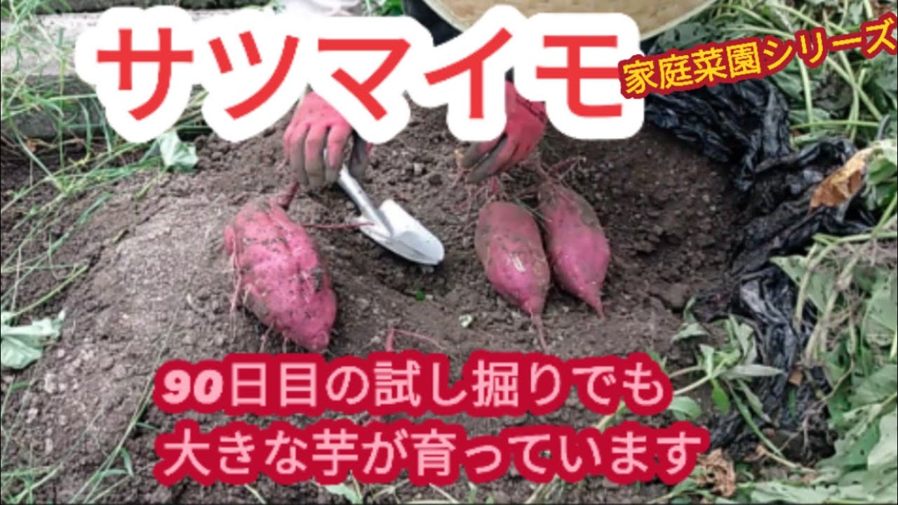 サツマイモ試し掘り 定植から90日目で試し掘り 大きな芋が収穫出来た 家庭菜園シリーズ Youtube