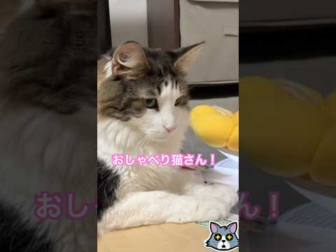 おしゃべり猫さん。おやすみ猫。#ノルウェージャンフォレストキャット #norwegianforestcat #猫好きさんと繋がりたい #猫のいる暮らし #meow