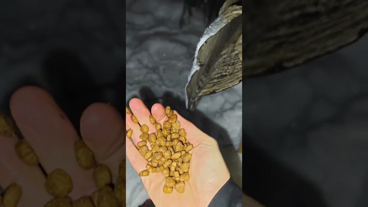 TG мои истории спасения (irescue) #cat #кот #спасениеживотных #котик #помощьбездомным #cat