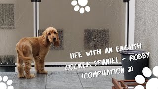 Life with English Cocker Spaniel  Robby (Compilation 2)