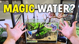 How To Make Magic Guppy Water  'Natural' vs DIY