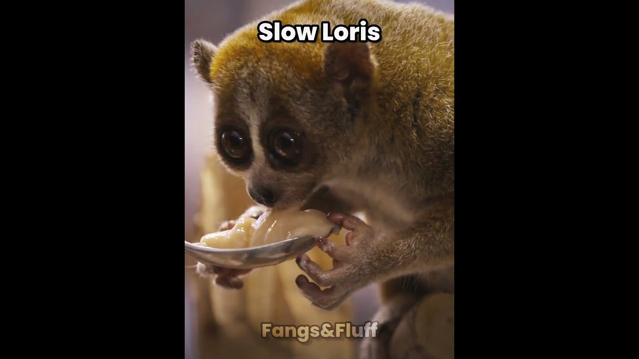 Animals That Look Cute But Can Kill You Part 5
