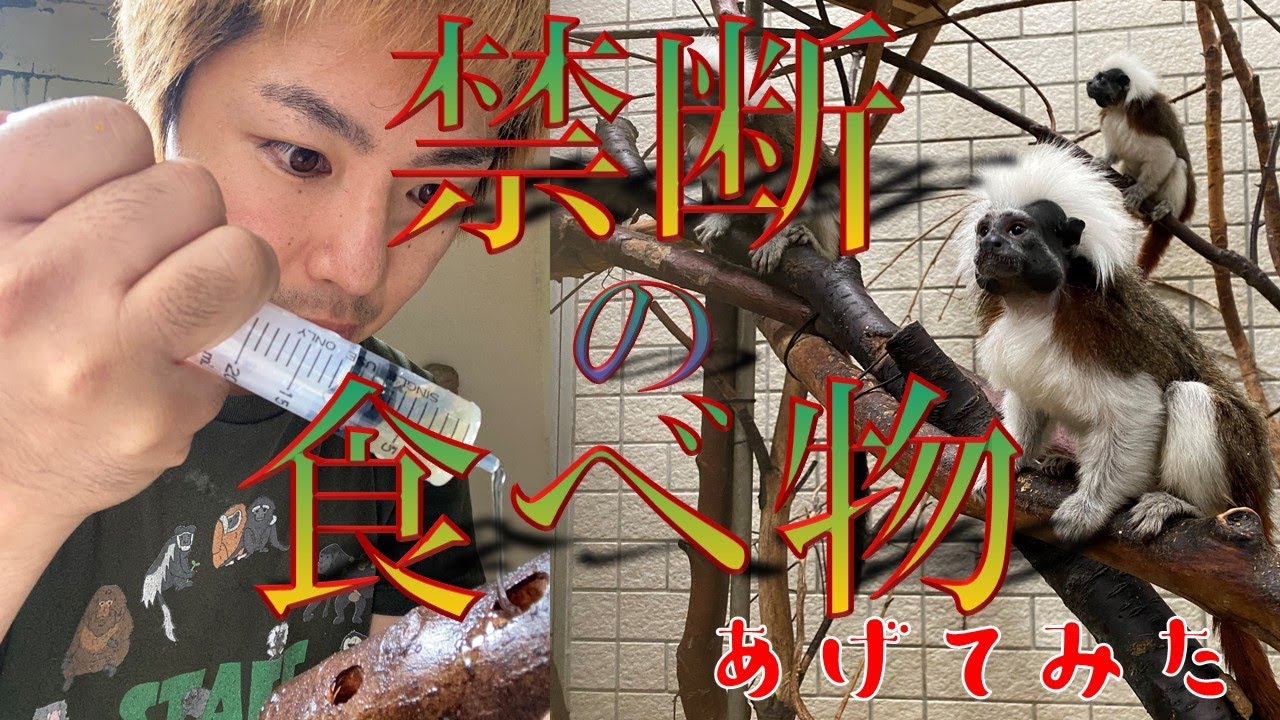 マーモセットたちに木製フィーダー作ってみた！【飼育員のコシゴト】