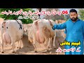 Taj dairy farm  top quality cross cow  cholistani friesian cross cow  gaushala  pk janwar mandi